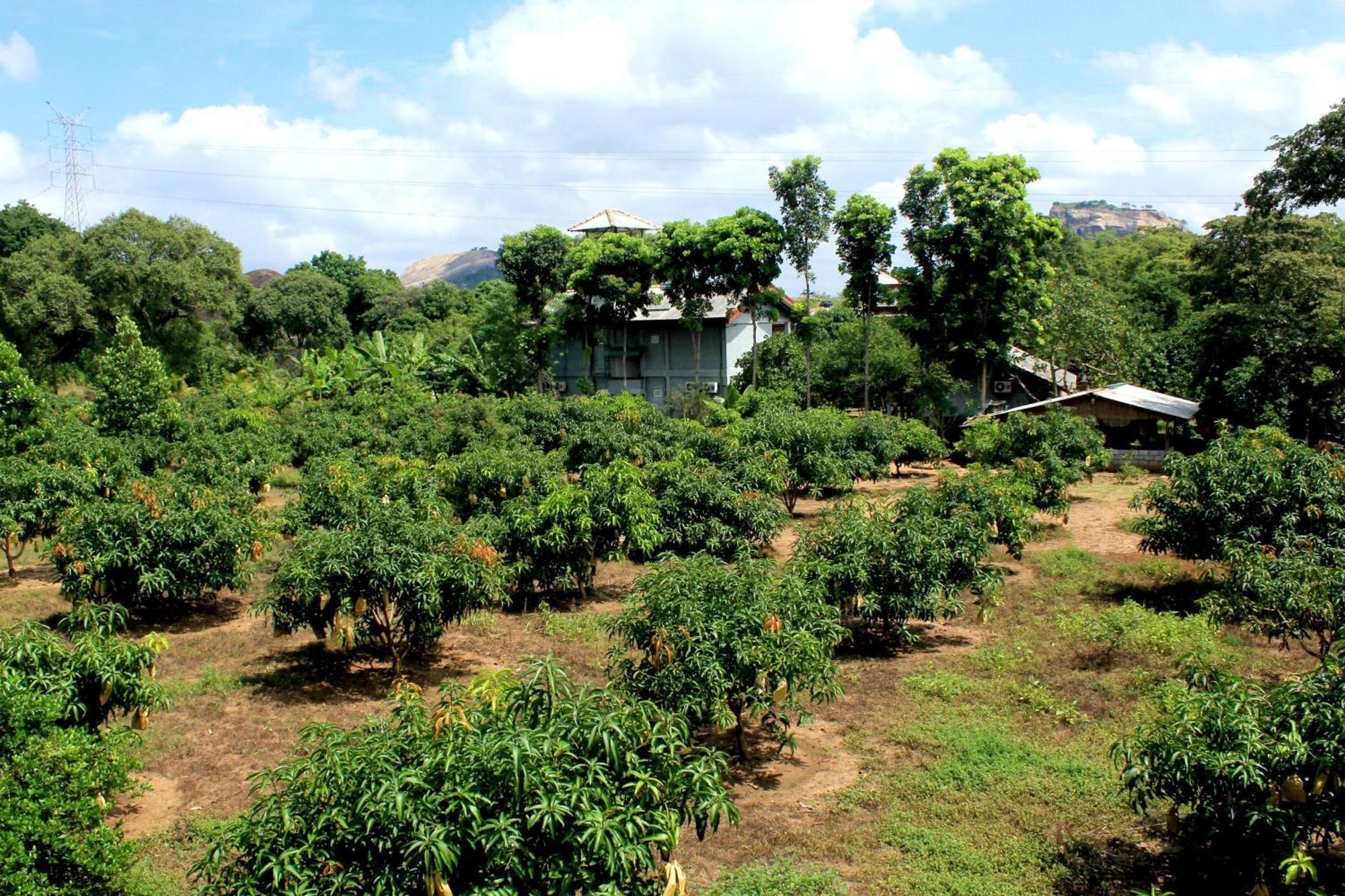 Green Hut Nature Resort Sigiriya Exterior photo